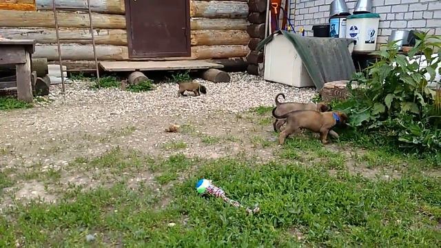 Щенки малинуа, Э-помет, питомник Frei Wind. Возраст 1 месяц смотреть онлайн