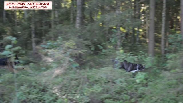 Наедине с природой. Прекрасная Боровка. смотреть онлайн