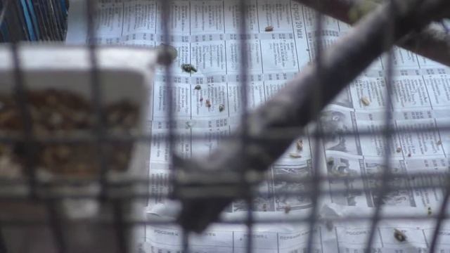 Волнистые попугаи