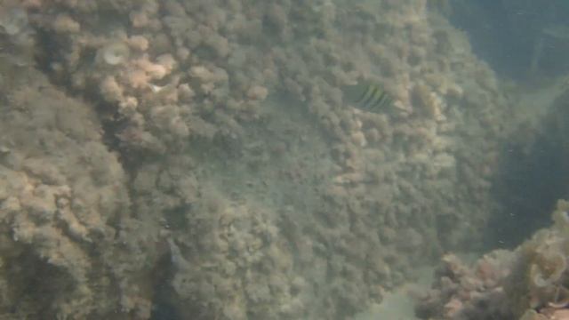 Одинокий абудефдуф о. Сир Бани Яс смотреть онлайн