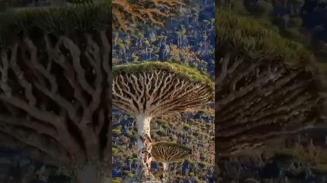 Dragon Trees Amazing Nature смотреть онлайн