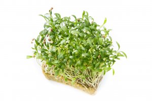 Как вырастить микрозелень петрушки.