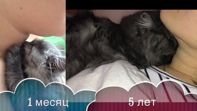 Наша кошка "Мыша" сосёт "титю" уже 5 лет! смотреть онлайн