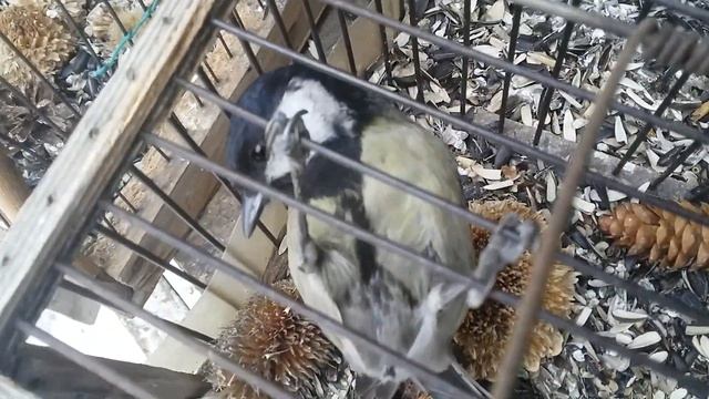 Черноголовая самка щегла. Обыкновенный юрок. Синицы. Ловля на клетку. Ловля на западок. смотреть онлайн