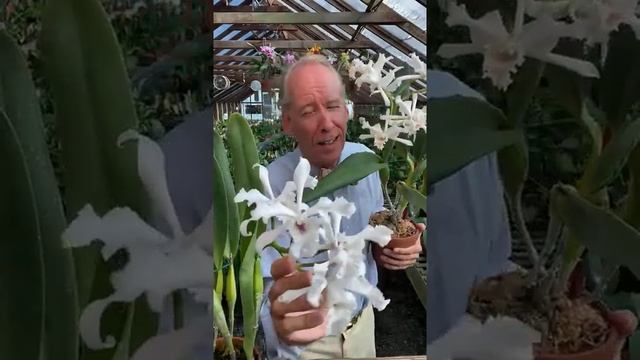 The Charms Of Laelia Crispa