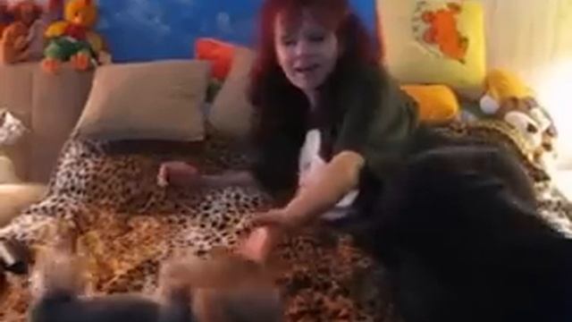 Стрижка йорков у Люси в Медведково, СВАО