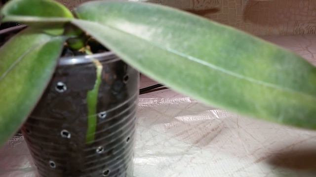 ПОЧЕМУ ЧАСТО ГИБНЕТ ФАЛЕНОПСИС СТЮАРТИАНА??? смотреть онлайн