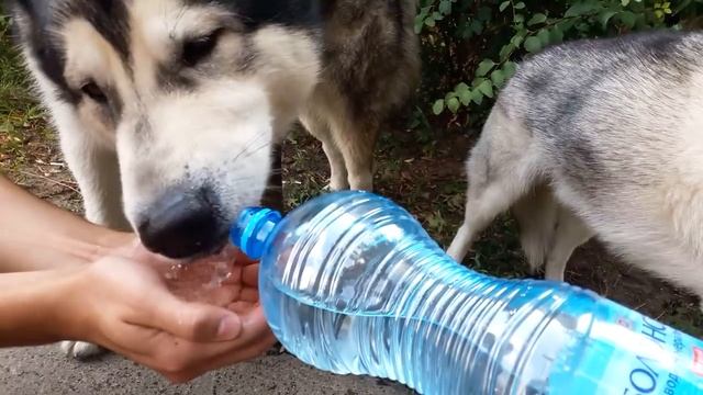 Белый померанский шпиц щенок на прогулке с хаски и маламутом смотреть онлайн