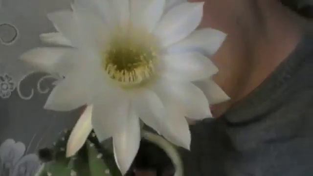 Цветок кактус смотреть онлайн