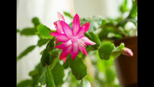 comment bien s'en occuper de son cactus de noël ? смотреть онлайн