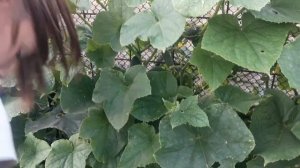 Какой урожай дали три огурца сорта Бабушкин секрет растущие на заборе за 2 дня_Летнее видео