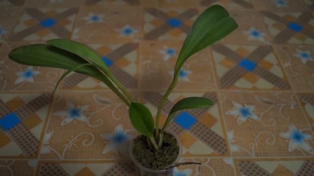 Masdevallia Barleana, моя любимая орхидея...