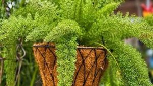 Аспарагус — виды и уход в домашних условиях