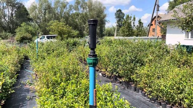 Новий полив на моїй плантації та саджанцях лохини 12.08.23 смотреть онлайн