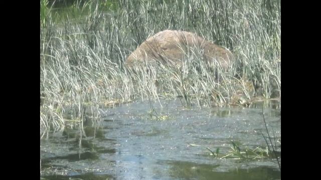 Серебряный родник стихи Александр Поповв исполнение фото и видео Татьяна Талызина смотреть онлайн