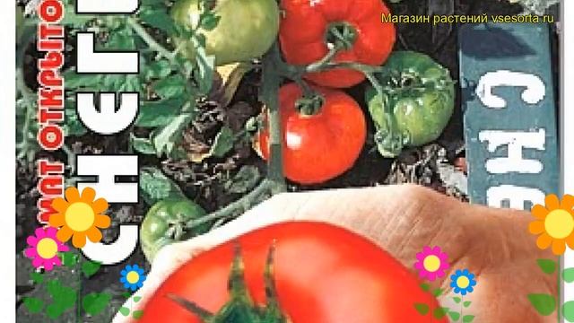 Томат Снегирь. Краткий обзор, описание характеристик, где купить семена solanum lycopersicum Snegir смотреть онлайн