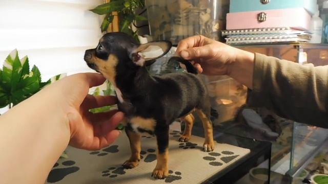 ОПРЕДЕЛЯЕМ качество ПОМЁТА Щенков породы ЧИХУАХУА / Учимся ЧИТАТЬ документы на щенка ДО ПОКУПКИ смотреть онлайн