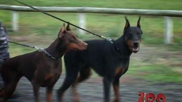 zoo puzzle - doberman смотреть онлайн