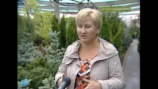 Уход за хвойными растениями смотреть онлайн