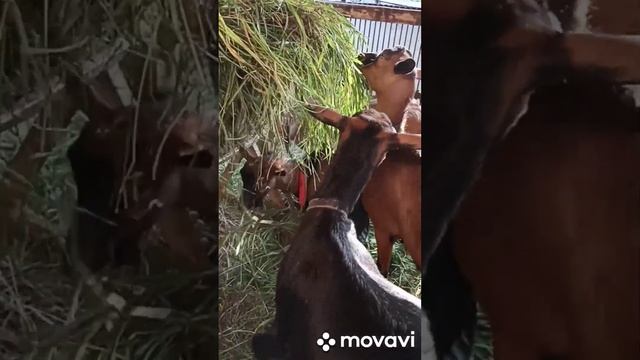 НАШИ ЧЕШСКИЕ Ч. П КОЗЫ // НАРЕЗКА ЗА ГОД // ЧЕХИ ЛИПАТОВОЙ АНАСТАСИИ смотреть онлайн