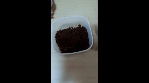 Обустройство террариума для богомола. Уход и содержание богомола