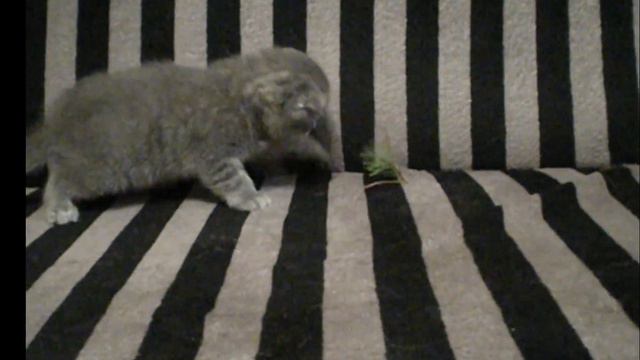 Котенок и елка смотреть онлайн