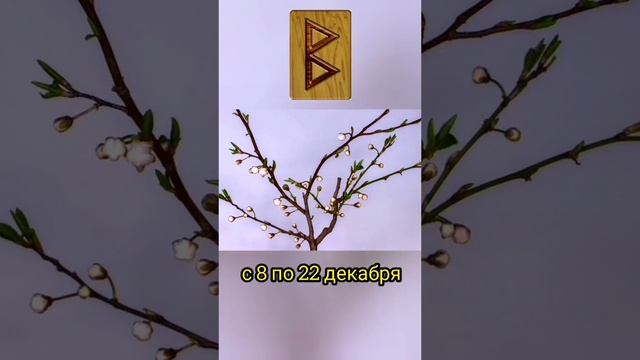 Рунический гороскоп по дате рождения. Беркана смотреть онлайн