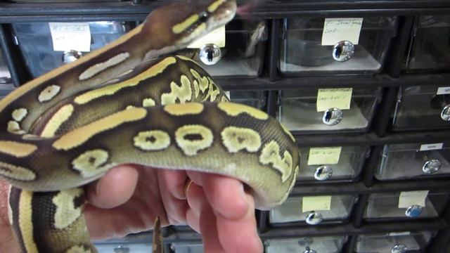 Brian Gundy Gives Update On Gold Blush Savannah Ball Python смотреть онлайн