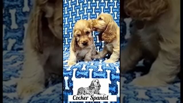 Английский Кокер Спаниель. Доставка в Любой Регион.