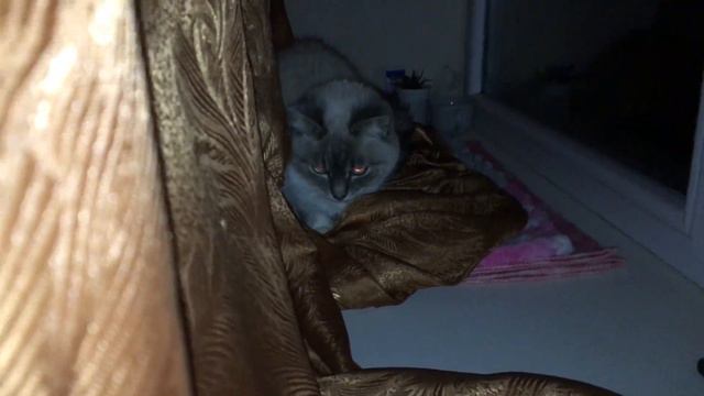 КОШКА МУСЯ ЗАЩИЩАЕТ СВОЕ МЕСТО УЕДИНЕНИЯ! ДОЗИМОВАЛИ! смотреть онлайн