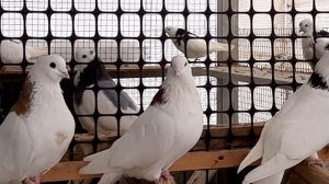 Ижевские  голуби.