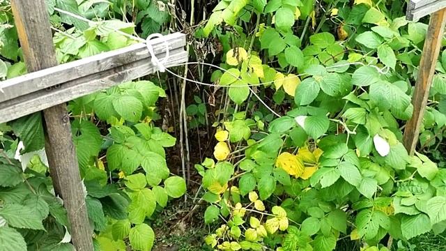 Обрезка летней малины (не ремонтантной)// Последствия болезни Дедимелла смотреть онлайн
