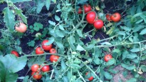 Томат Монгольский карлик обзор.