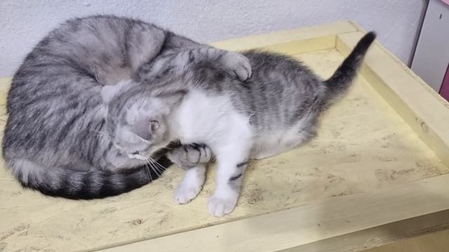 Папа кот ухаживает за своим котенком Марси умывает и моет его смотреть онлайн