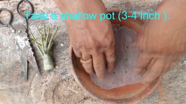How to grow Radial Roots of Adenium / Desert Rose смотреть онлайн