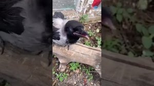 Чем кормить слетка серой вороны? Вороненок серой вороны Каркуша
