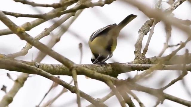 Синица Красивая певчая птичка синичка Интересные факты про птиц 10 смотреть онлайн