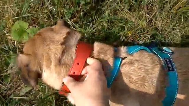Ошейник Hunter Smart L смотреть онлайн