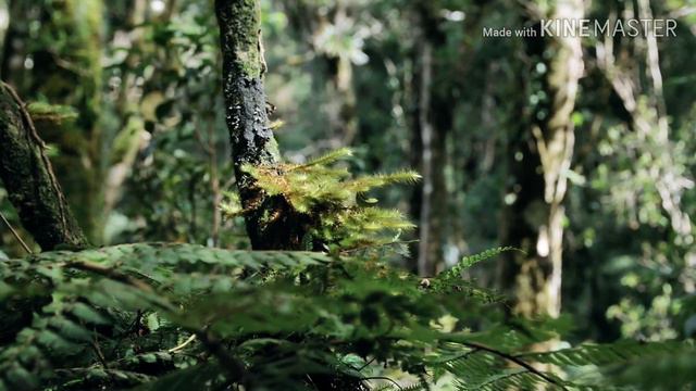 ZEN MUSIC OF NATURE смотреть онлайн