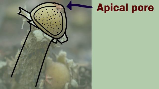 Weird fungi: Calostoma cinnabarinum смотреть онлайн