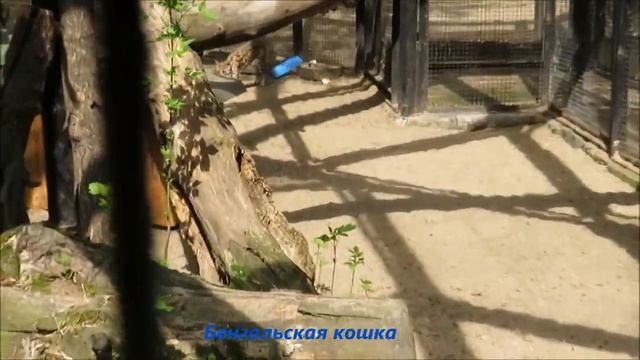 Кошки на прогулке 17.05.2021 смотреть онлайн