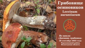 Грибовище осиновиков. Leccinum aurantiacum. Дневник грибника 28 сентября 2023 года.