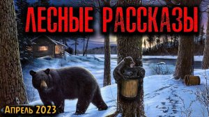 ЛЕСНЫЕ РАССКАЗЫ | Страшные истории
