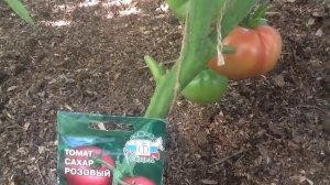 Томат «Сахар розовый». Дегустация !!!