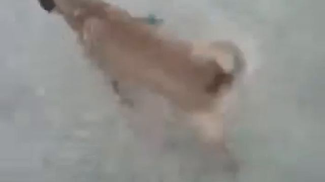Два Мопса метят будку псу Мухтару! Очень смешно! смотреть онлайн