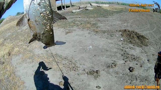Рыбалка в Дагестане. Трофейный жерех на вертушку. АЧИКОЛЬ. смотреть онлайн