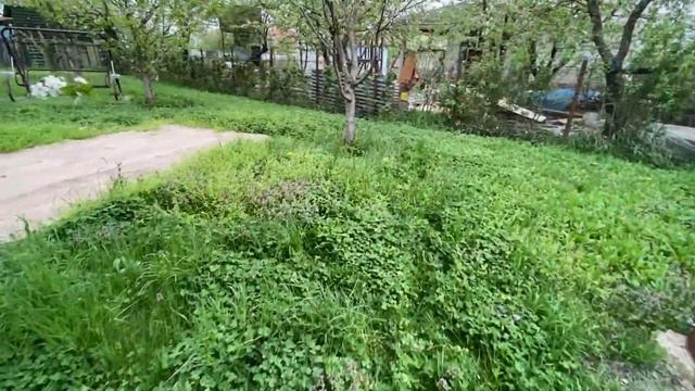 Клевер белый. Как я сажал газон своими руками. И что из этого получилось. Часть 4 смотреть онлайн