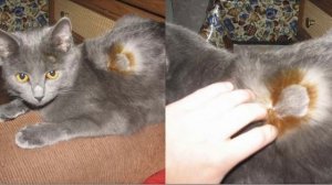 Как понять что у кошки лишай? Стригущий лишай.