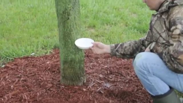 King Sinbad and the Falcon смотреть онлайн