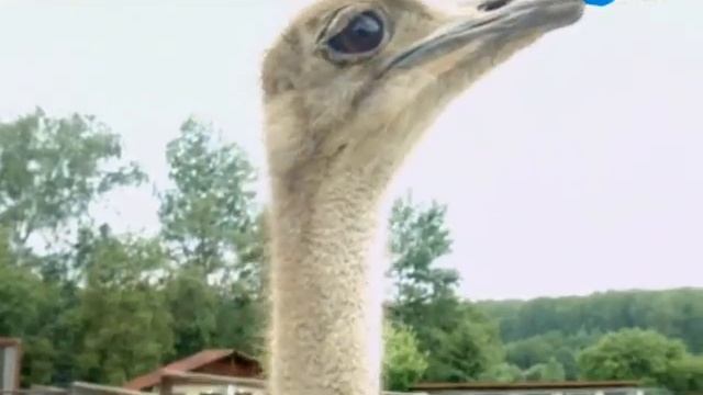 В Мире Животных. Страусы. Николай Дроздов смотреть онлайн